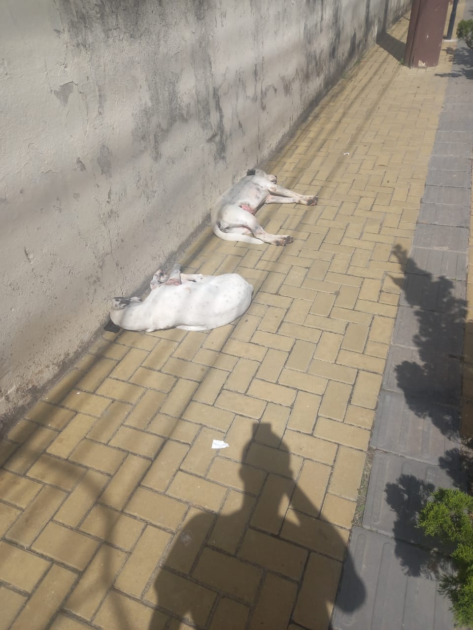 Foto do animal
